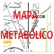 MAPA METABÓLICO